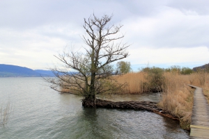 Un arbre aux racines tortueuses