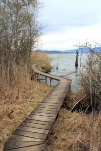 Le sentier, entre lac et roseaux