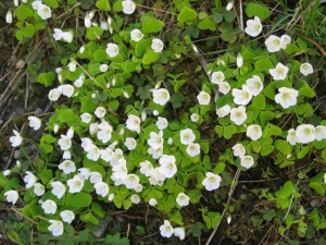 Oxalis petite oseille