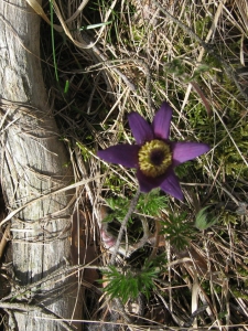 Pulsatille des montagnes