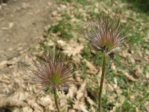 Pulsatille des montagnes