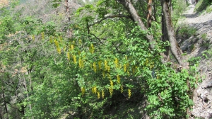 à part les plantes on rencontre aussi des arbres en fleurs