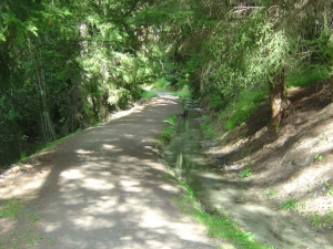 Le chemin passe à travers la forêt.