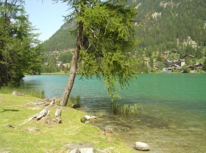 Un petit coin d'herbe au bord du lac