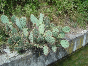 Un cactus a trouvé un terrain favorable au bord du bisse