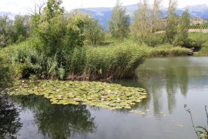 Des nénuphars en fleurs