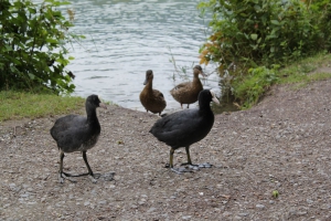 Quelques canards et foulques attirés par notre pique-nique