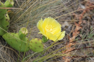 Cactus Oponce en fleur 