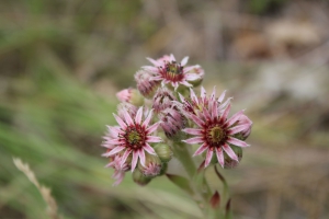 Joubarbe en fleur