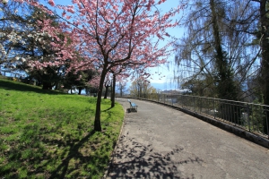 Chemin sur la colline de Montriond