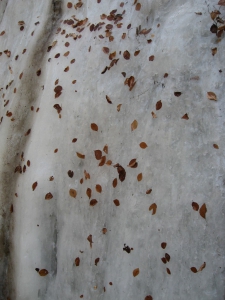 Feuilles prises dans la glace