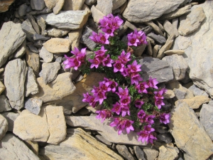 Saxifrage à feuilles opposées