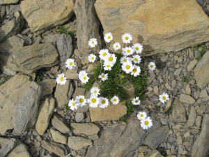 Marguerite des Alpes