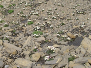 Renoncules des glaciers