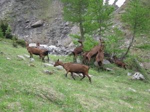 Chèvres sur le chemin d'Anzeinde