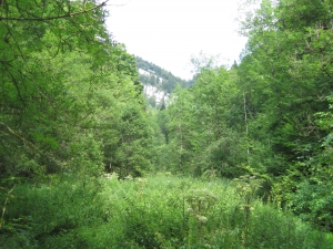 Une végétation luxuriante tout au long du parcours.