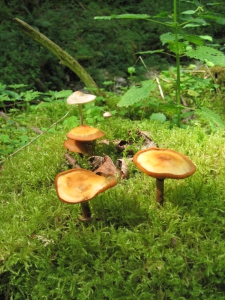 Quelques champignons sur lit de mousse...