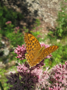 Un joli papillon rencontré en chemin.