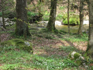 La Douanne en amont des gorges