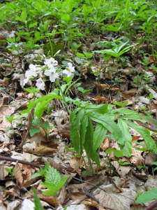 Cardamine à sept folioles