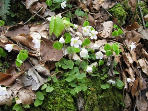 Oxalis petite oseille