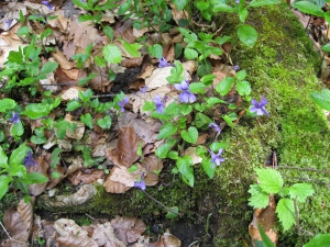 Violette des forêts