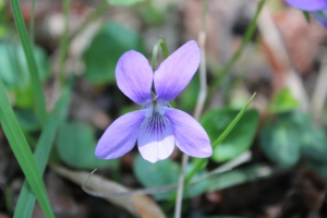 Violette des forêts