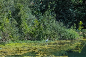 les étangs ne sont pas seulement visités par les promeneurs !!