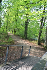 Chemin dans la forêt