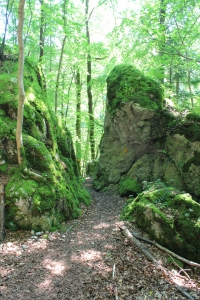 Le sentier dans la forêt