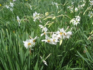 Narcisses à fleurs rayonnantes