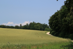 le chemin serpente entre champs et forêt