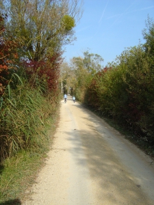 Le chemin reliant Erlach à l'Ile St-Pierre, propice aux balades à vélo