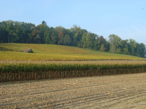 Les champs et le vignoble de l'Ile St-Pierre