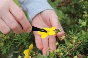 Prélèvement d'un peu de pistil de fleur