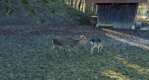 Vue dans le parc avec une grande variété d'animaux