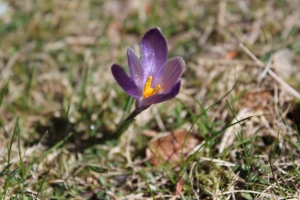 Crocus