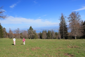 Pâturage avec vue sur le lac