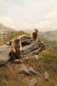 Marmottes