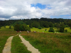 A la sortie de la forêt, peu après avoir quitté le col