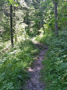 Sentier dans la forêt
