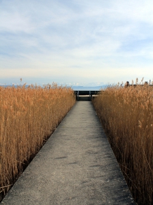 Chemin entre les roseaux