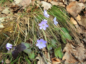 Hépatique à trois lobes