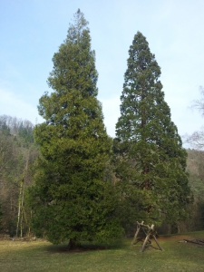 Au Pré des Clées, un thuya et un sequoia géant