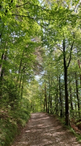 Le chemin en début de balade