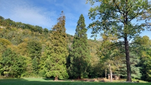 Le Pré des Clées, ses magnifiques arbres et sa place de pique-nique