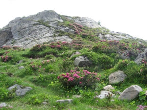 Rhododendron ferrugineux