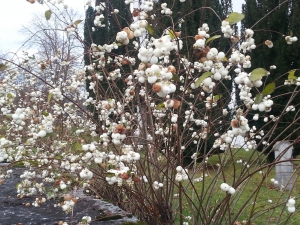 Symphorine blanche à Sornetan