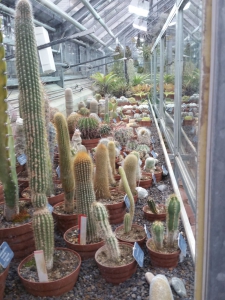 La serre des cactus