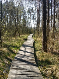 Passerelle en bois, dans la forêt